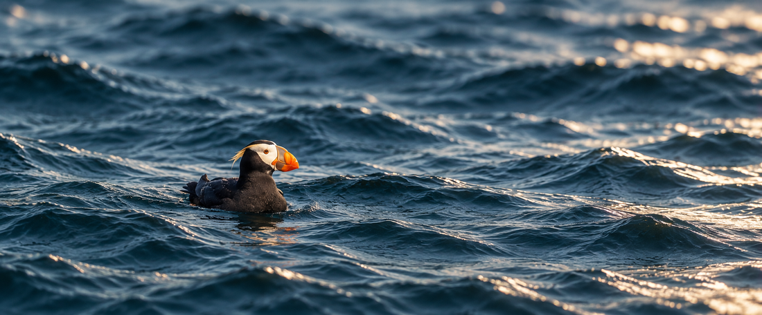 A Little Bird in a Very Large Sea