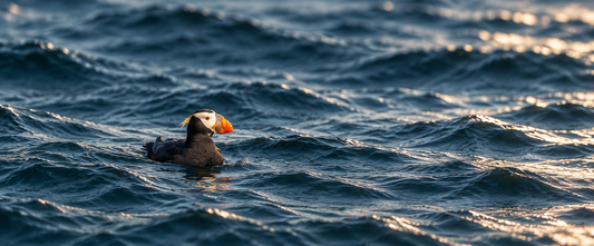 A Little Bird in a Very Large Sea